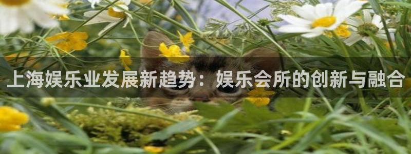 辉达平台.com